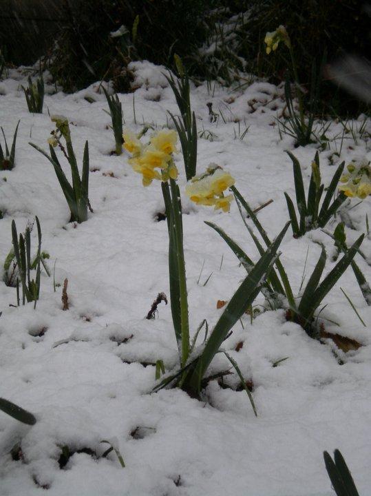 Daffodils Planting Nz