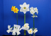 The Classic 5 Stem award winner by Sue Luken, the flowers were: Bunting, Silent Valley, Silver Bells, Arish Mell, and Bridal Crown