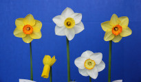 The Dutch Award winner for 5.decades of daffodils. exhibited by Mike & Lisa Kuduk The flowers are: Martha Kermizis, Smooth Trumpet, Seney, Rapture & Windhover.