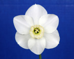 The Best Daffodil in Show (Gold Ribbon) was Angel, taken from the Purple Ribbon Winning 5 stem collection. 
