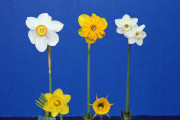 The Mini American Bred AND Lavender Ribbons. Exhibited by Mary Lou Gripshover, with the flowers of 97-22, Itsy Bitsy Splitzy, Koopowitz 8W-P, 96-15 (mini rose ribbon) and Clinton Tinnen Road Group.