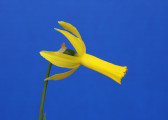 Mini Gold Ribbon, Mite, taken from the Watrous Winner. Exhibited by Naomi Liggett.
