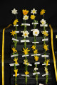 The Premier Collection win for 24 stems of miniature daffodils from no less than 5 divisions. You can see the names on the stems here. The exhibitors were Mitch & Kate Carney.