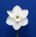 The Classic Single stem, and Classic Cultivar was Dainty Miss. Exhibited by Mary Lou Gripshover. 