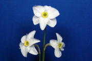 The Standard White, Intermediate 3 stem and Intermediate Single Stem. Final Curtain, exhibited by Mary Lou Gripshover. 