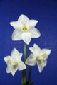 The Standard White Ribbon for the best 3 stem larger Daffodil in show. Edmont Snowcloud, by Mitch and Kate Carney. 
