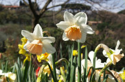 Henry's daffodils