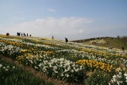 Ringhaddy Daffodils