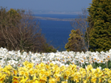Daffodil view
