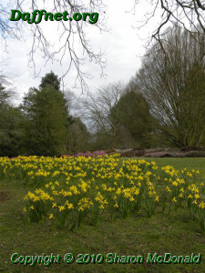 Daffodils wisley, 24 march 2010