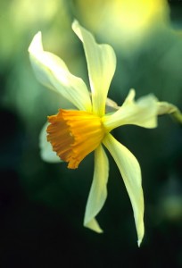 Narcissus 'Incomparabilis' Yellow flower with large orange coronadaffodil