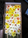 Boxed Flowers