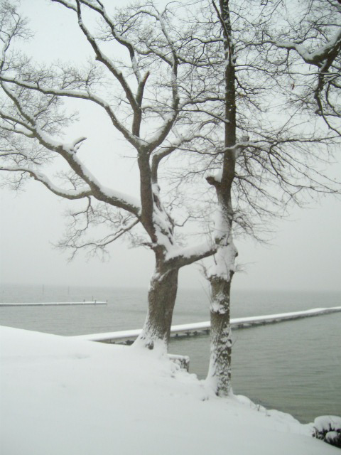 snow river tree.JPG