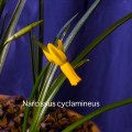N. cyclamineus