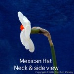 Mexican-Hat-side