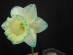 "Tidy Bowl"--Brenda Lyons' photo of a daffodil died with blue food coloring.