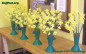 Selection of old Daffodils from the 1930's from the Turnley Estate in Carnlough.
