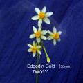Edgedin Gold (30 mm) 7W/Y-Y