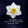            V01-90-22   (65mm)   3W-Y (Lemon Tree x Lemon Tree) x Moyle           Intermediate  