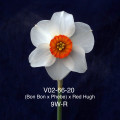 V02-66-20 (Bon Bon x Phebe) x Red Hugh 9W-R