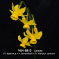 V04-88-9 (N. assoanus x N. fernandesii) x N. tri. concolor 5Y-Y