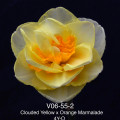 V06-55-2 Clouded Yellow x Orange Marmalade 4Y-O