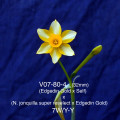               V07-80-4   (32mm) (Edgedin Gold x Self) x (N. jonquilla super reselect x Edgedin Gold)                       7W/Y-Y