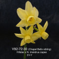 V92-72-30Hillstar x N. triandrus capax5Y-Y
