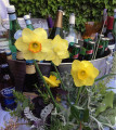 2nd daffodil arrangement on bar.