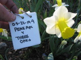 Peace Pipe X Three Oaks
