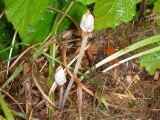 The seeds will soon turn pink and what is the best way to produce Crocus seedlings?