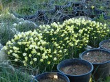 A few bulbocodium seedlings