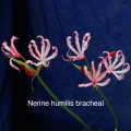 N. humilis bracheal