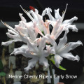 Nerine Cherry Ripe x Early Snow