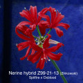 Nerine Z99-21-13