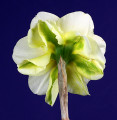 A flawed daffodil
