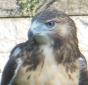 closeup hawk