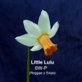 'Little Lulu'   6W-P Reggae x Snipe
