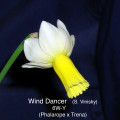 'Wind Dancer'   6W-Y Phalarope x Trena