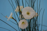 White seedlings