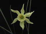 N. cantabricus x Lima's Green Success