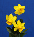 The Mini White ribbon for the best 3 stem mini in show was awarded to Tete A Tete. Exhibited by Janet Loyd. 