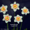 Kaleidoscope    11aW-YYP