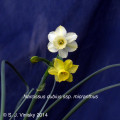 Narcissus dubius ssp. micranthus