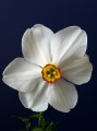 Best historic bloom Actaea 9 W-YYR