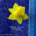 V02-04-5; Miniature 1Y-Y