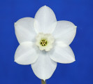 The Classic Single Stem & best classic cultivar Ribbons was awarded to Dainty Miss, exhibited by Margaret Baird. 