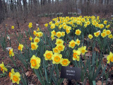 a Planting of Delibes at Wildwood Botanical Gardens. 