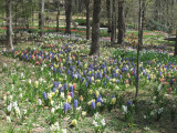 An amazing field of Hyacinth at Garvan Gardens. 