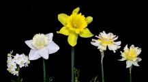 Historic Daffodil Collection of Five Ribbon winner; Exhibited by Bonnie McClure
